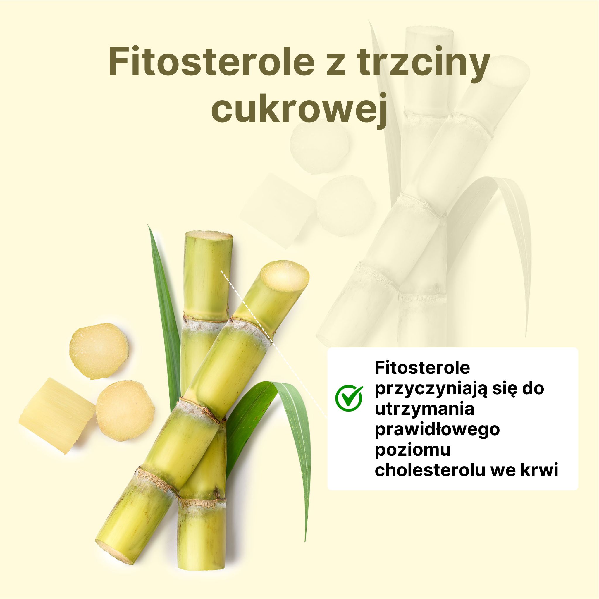 (Polština) - 2024-08-13T123052.508